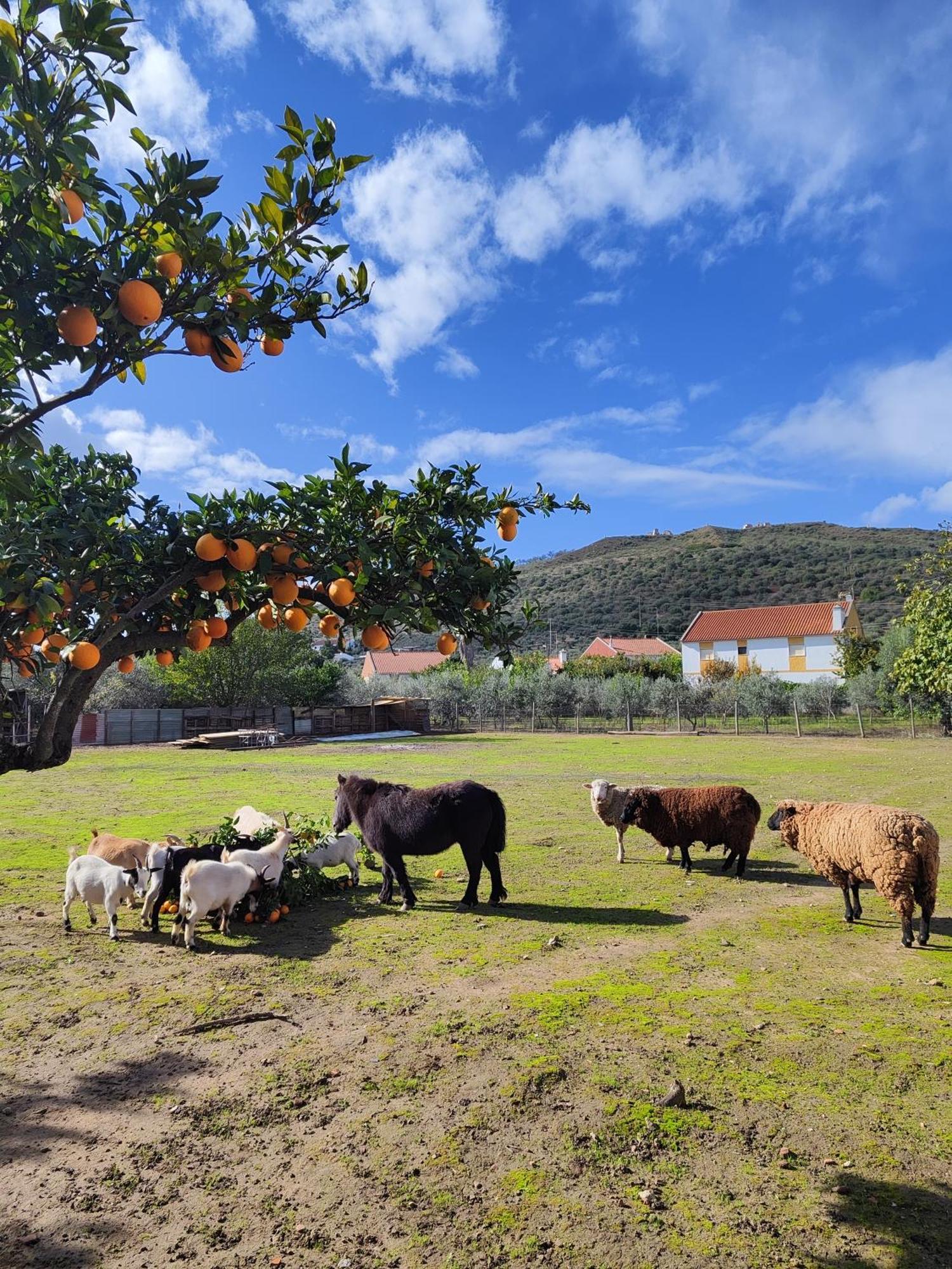 Quinta Da Ponte Das Hortas 3 Elvas Buitenkant foto